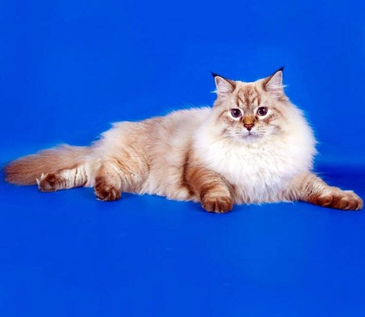 Невская маскарадная кошка: фото окрасов, цена, описание породы, характер