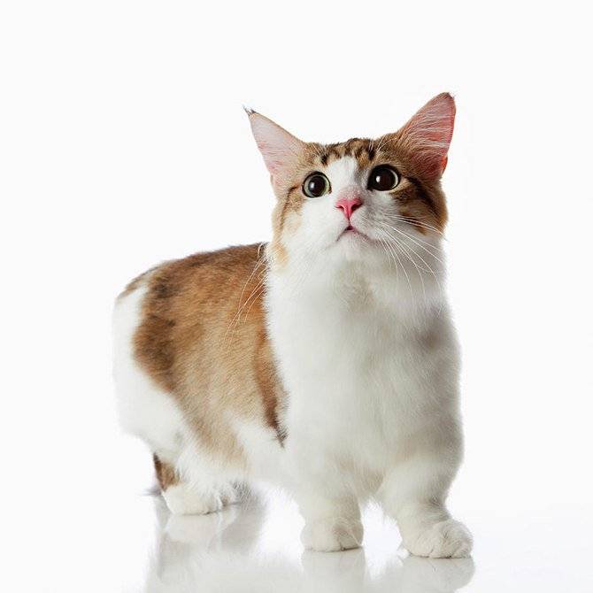 Коротколапые коты манчкин: особенности породы.