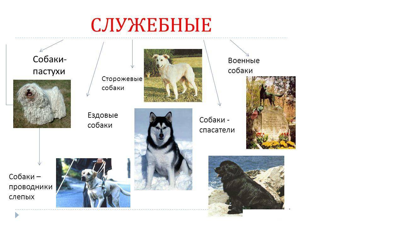 Служебные породы собак: список с фотографиями и названиями