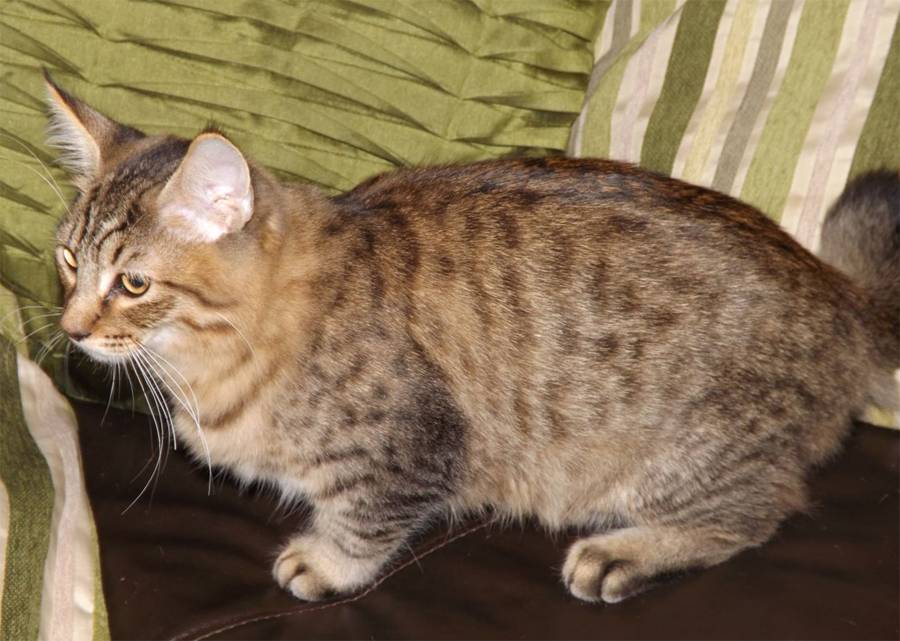 Пиксибоб – порода кошек, фото, осписание, характер, котята