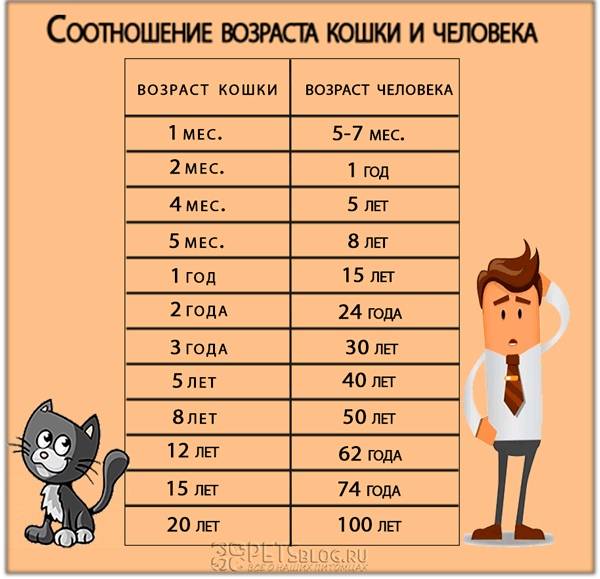 Возраст кошки по человеческим меркам: калькулятор расчёта в зависимости от размера животного, таблица