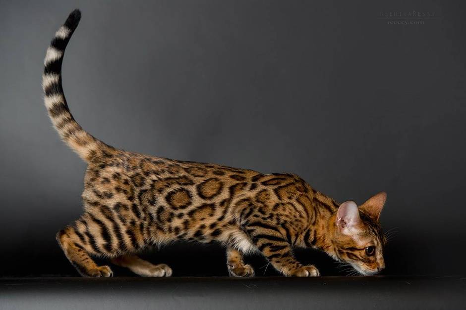Бенгальская кошка (prionailurus bengalensis): характер, внешний вид, уход, здоровье + 100 фото бенгалов с красивым окрасом