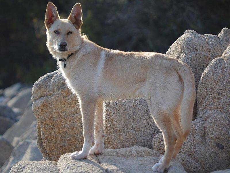 Ханаанская собака: фото, описание породы, уход и содержание
