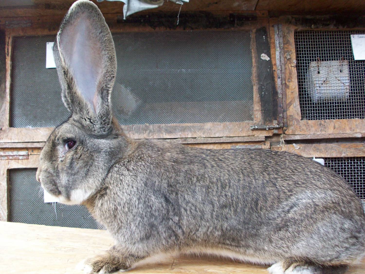 Кролики фландеры: все о бельгийской породе, содержание, сколько весит