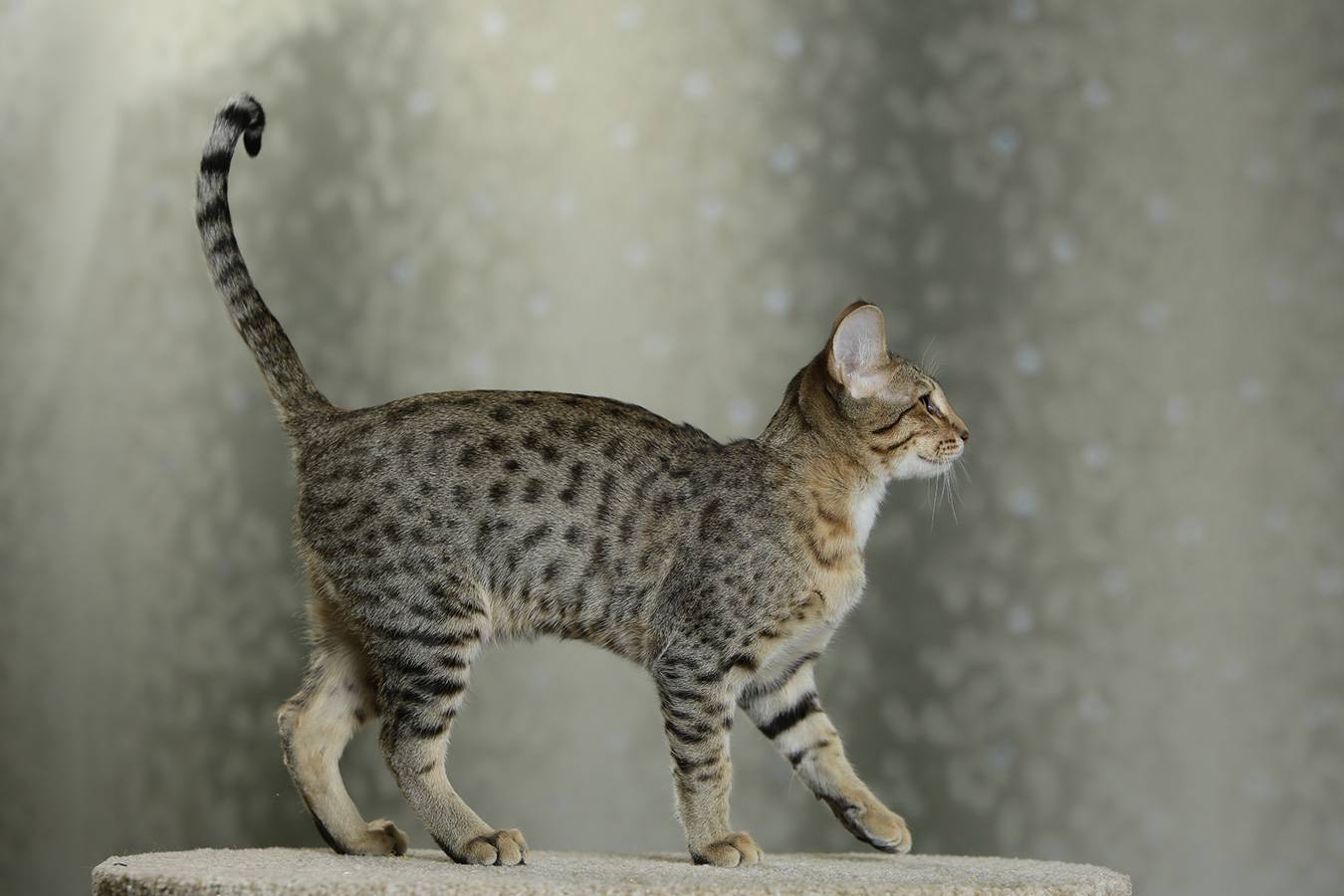 Саванна - 100 фото, характер и общие характеристики кошки особой породы