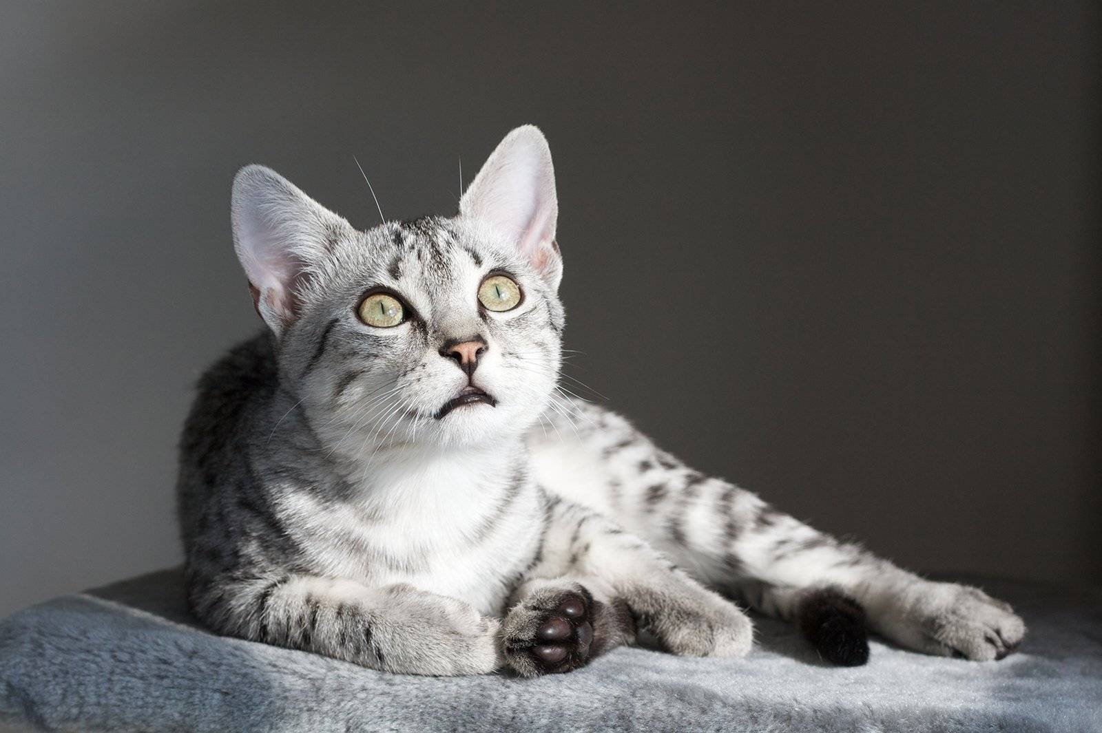 Порода кошек египетский мау: как ухаживать за питомцем