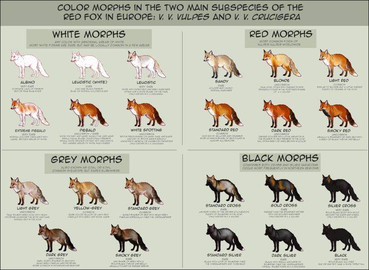 Отважные защитники или опасные хищники: гибрид собаки и волка — волкособ