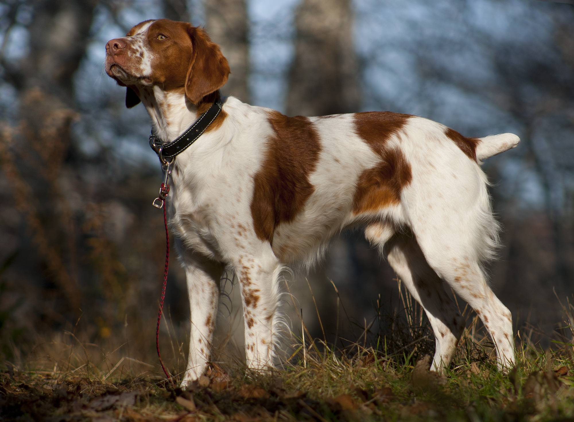 Охотничьи собаки для дома - фото и названия, виды, породы, фотографии | какие собаки для охоты - описание, истории, особенности