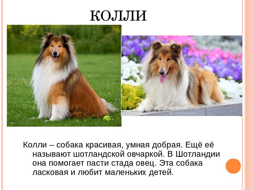 Бордер-колли описание: характер породы, фото собаки, щенки колли бордер