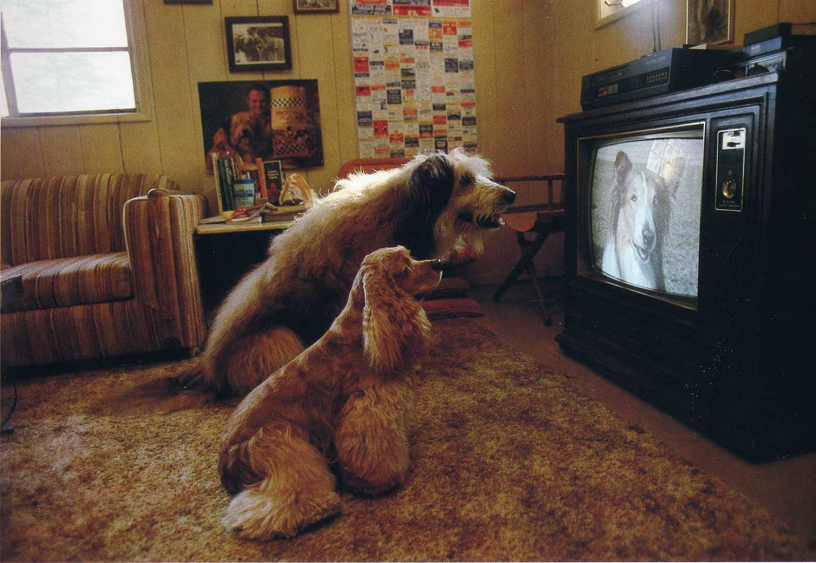 Почему кошки не любуются видом из окна, а собаки не смотрят старые телевизоры? осмысленно ли животные смотрят телевизор? кот любит смотреть телевизор