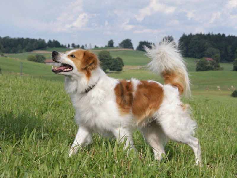 Кромфорлендер: описание породы собак с фото и видео