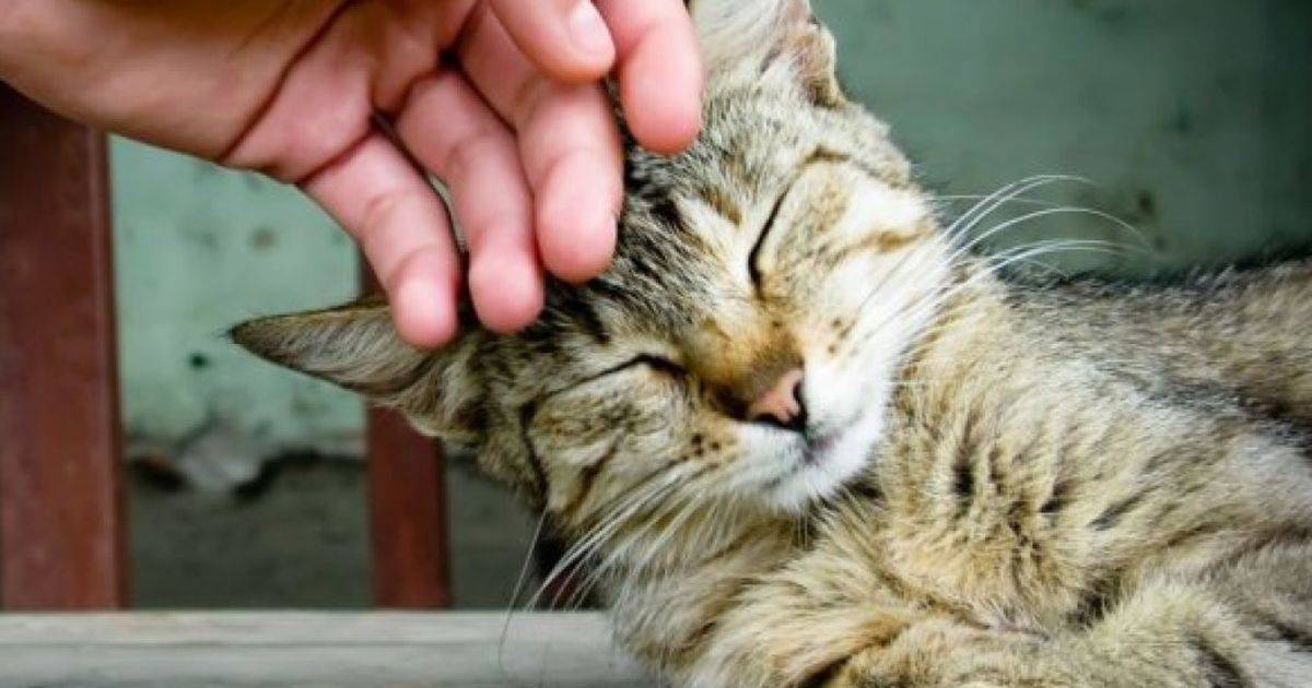Колтуны у кошки - как избавиться? | блог ветклиники "беланта"