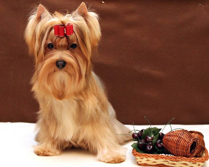 Русская салонная собака: фото, описание породы и рекомендации по уходу