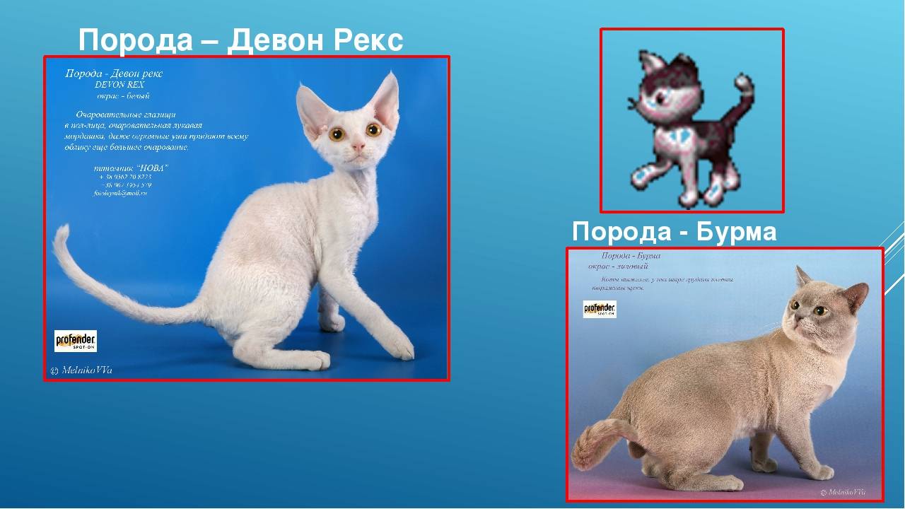 Девон-рекс: фото кошки, цена, характер и описание породы, отзывы владельцев, как выбрать котёнка в питомнике, уход за питомцем
