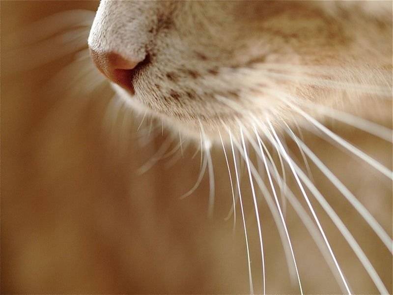 Зачем кошке нужны усы – функции усов