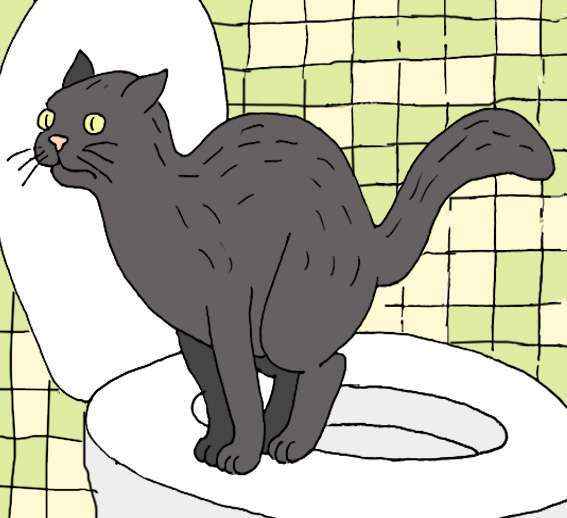 Сколько раз кошка должна ходить в туалет по-маленькому: а кот?