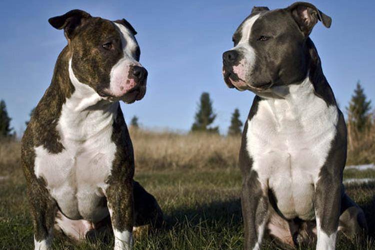 Бойцовские породы собак: список с фото