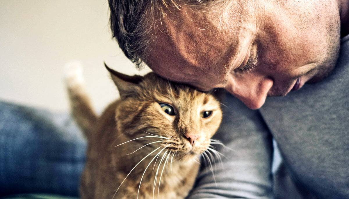 Как понять что кошка тебя любит: признаки привязанности