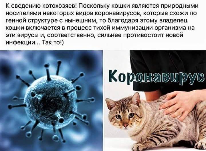 Коронавирус у кошек