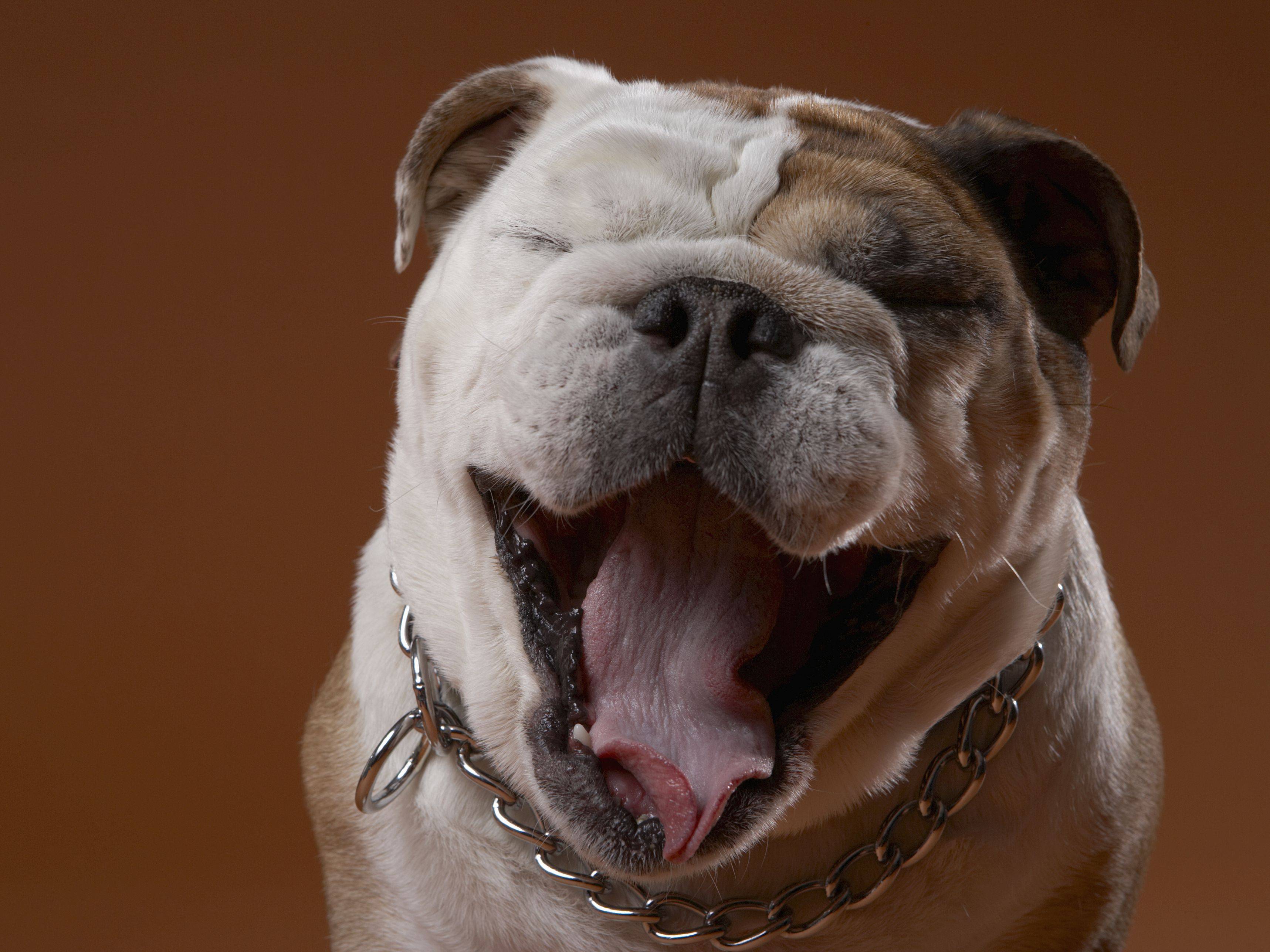 Почему собака чихает и фыркает носом: причины и лечение
