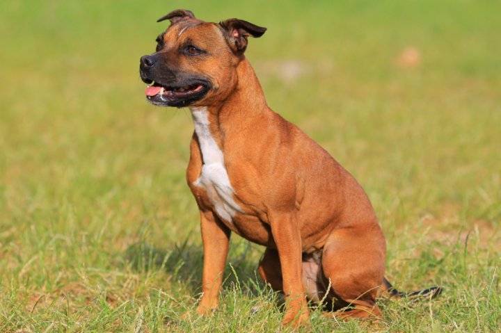 Стаффордширский бультерьер - порода собак - информация и особенностях | хиллс