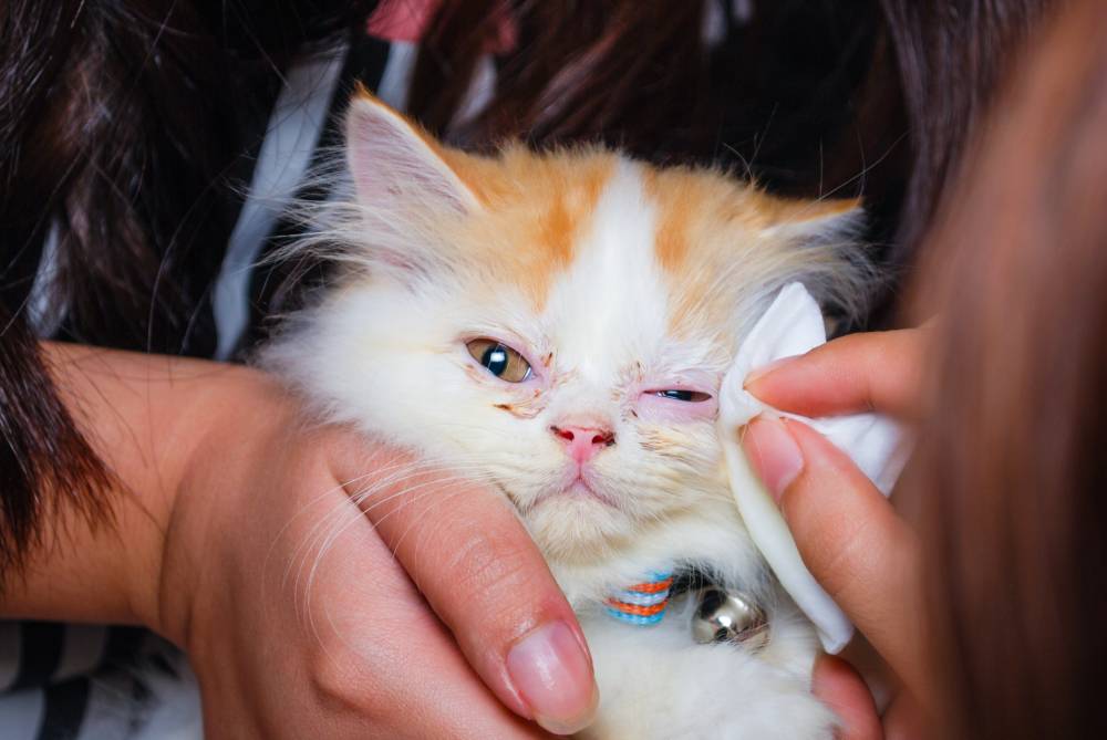 Лечение травмы глаза у кошки • специализированное отделение офта