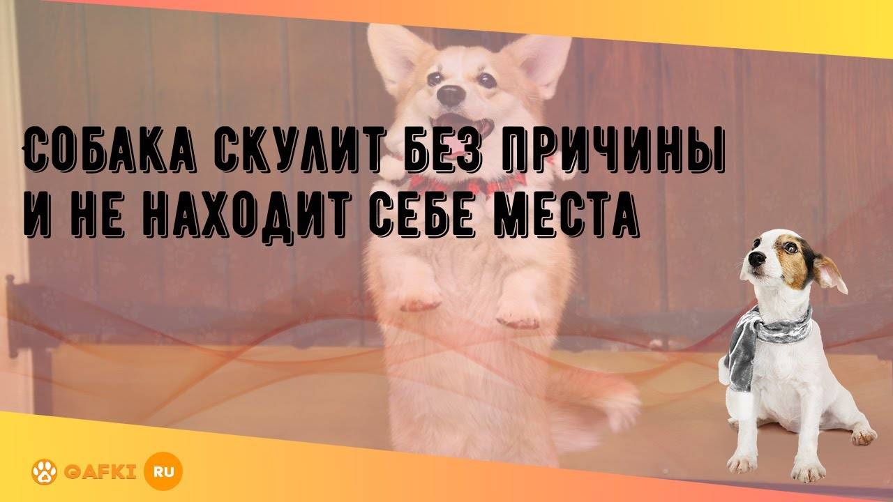 Почему собака грызет и чешет свои лапы - причины, диагностика и лечение
почему собака грызет и чешет свои лапы - причины, диагностика и лечение
