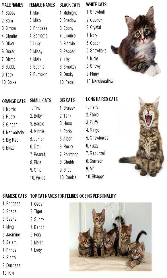 Список лучших имен для кошек и котов : самые популярные, красивые, оригинальные и смешные клички подходящие для черных, рыжих, белых, трехцветных и полосатых котов и кошек | qulady