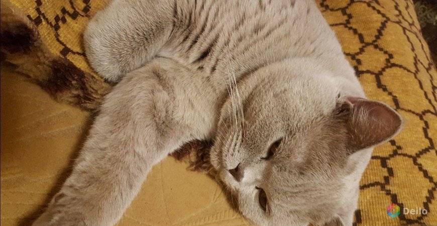 Брачный период, стерилизация и кастрация, вязка у кошек | блог о домашних животных