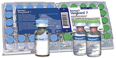 Вакцина вангард 7 (инструкция по применению для собак). зачем собакам делать прививку вангард 7? чем она отличается от других препаратов?