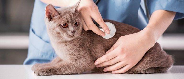 Отит у кошек - симптомы и лечение