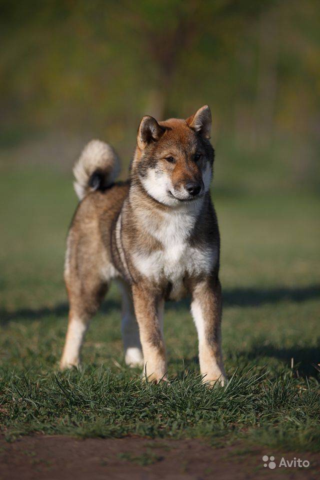 Сикоку (порода собак) — википедия