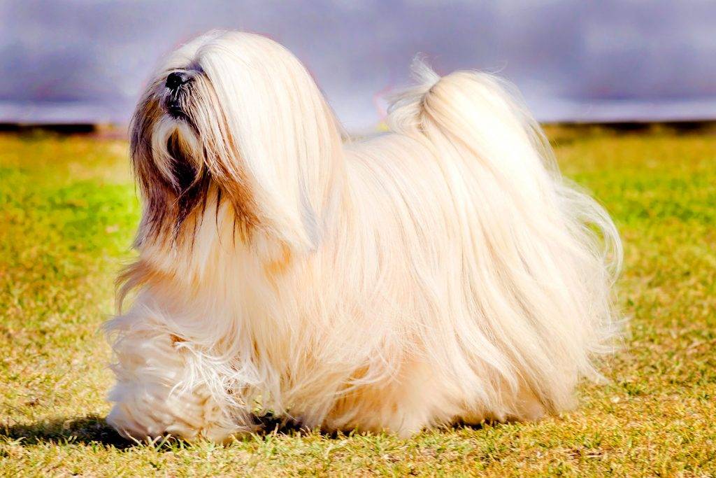 Собака лхаса апсо - характеристика и описание породы