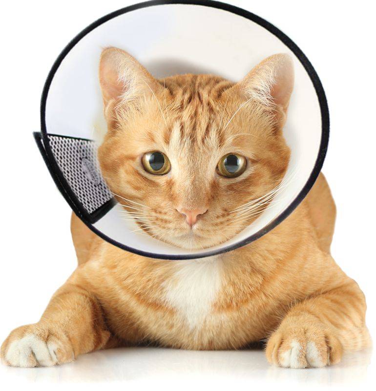 Защитный воротник для кошки: зачем нужен и как использовать