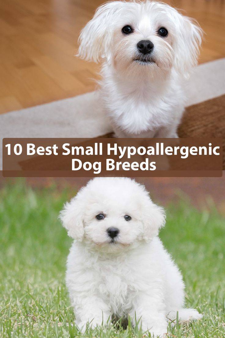 Гипоаллергенные собаки: породы, не вызывающие аллергию у людей
