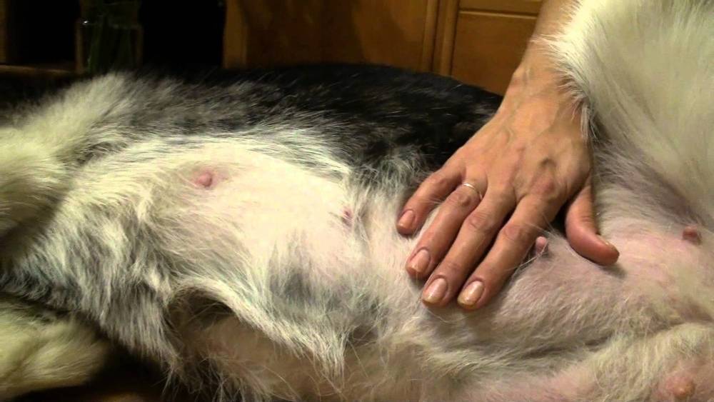 Беременность у собак: сроки, периоды и особенности вынашивания щенков у разных пород
