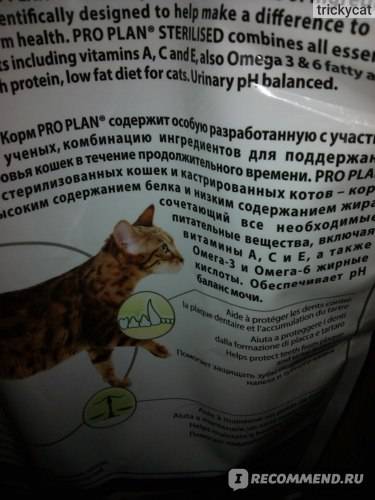 Лучшие корма для кошек: отзывы ветеринаров