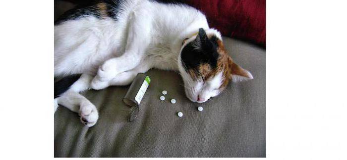 Почечная недостаточность у кошек: симптомы, причины,  лечение | блог ветклиники "беланта"