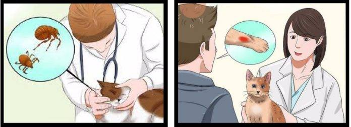 Инфекционный перитонит у кошек — симптомы и лечение