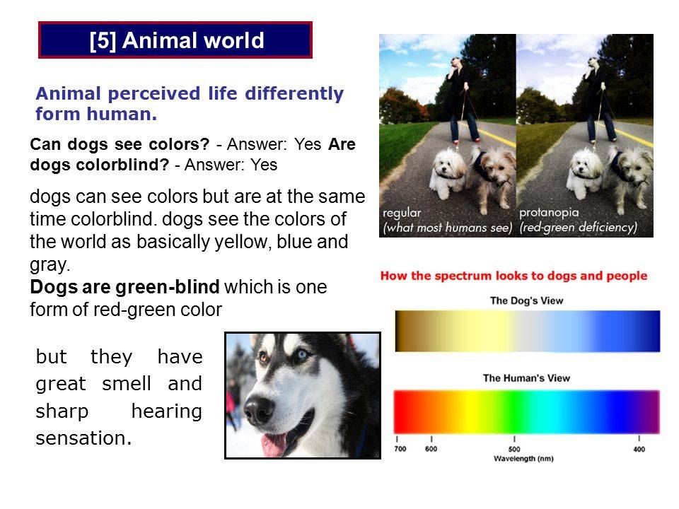 Как видят собаки: строение глаз, сколько различают цветов, как видят в темноте