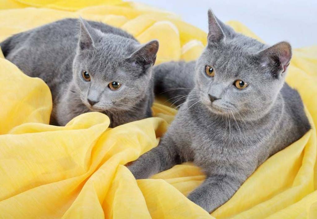 Картезианская кошка или шартрез: описание породы, отличия от британцев