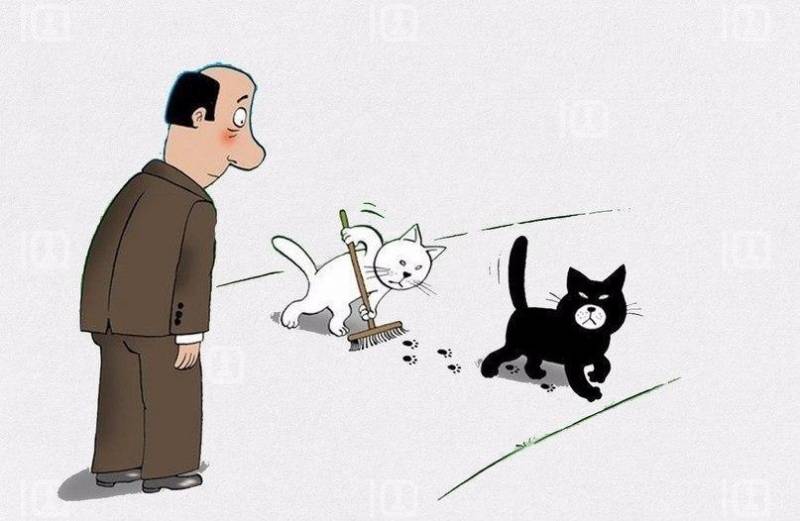 Черный кот – приметы и суеверия