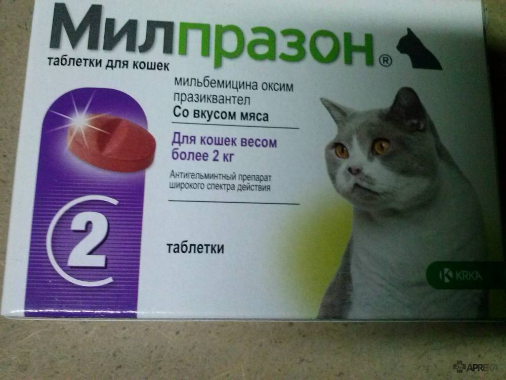 Какие лекарства можно самостоятельно давать котам против поносов дома