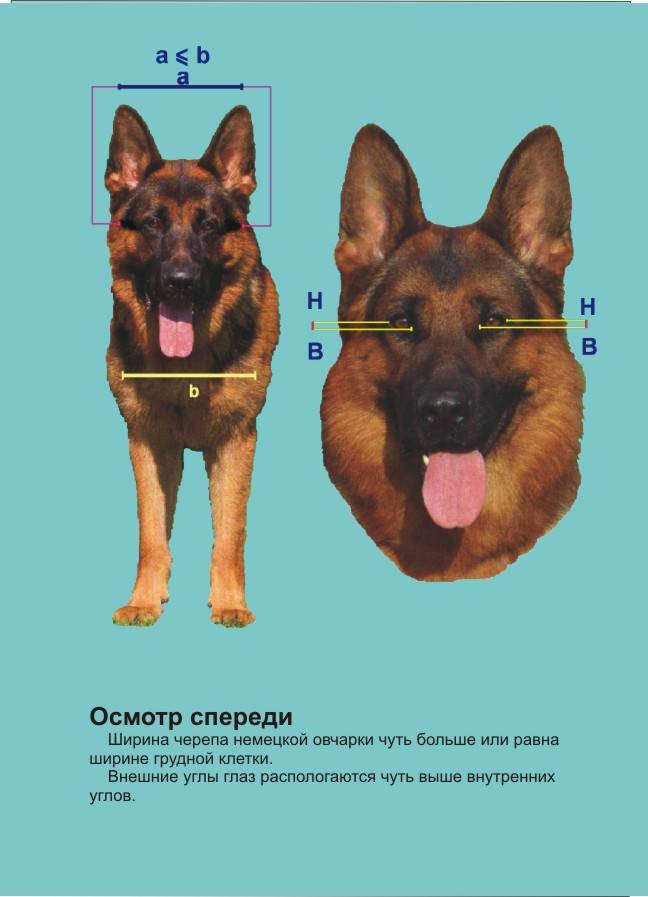 Сколько нужно собак. Промеры кобеля немецкой овчарки. Стандарт породы немецкая овчарка вес. Стандарт породы немецкая овчарка промеры. Немецкая овчарка стандарт породы рост.