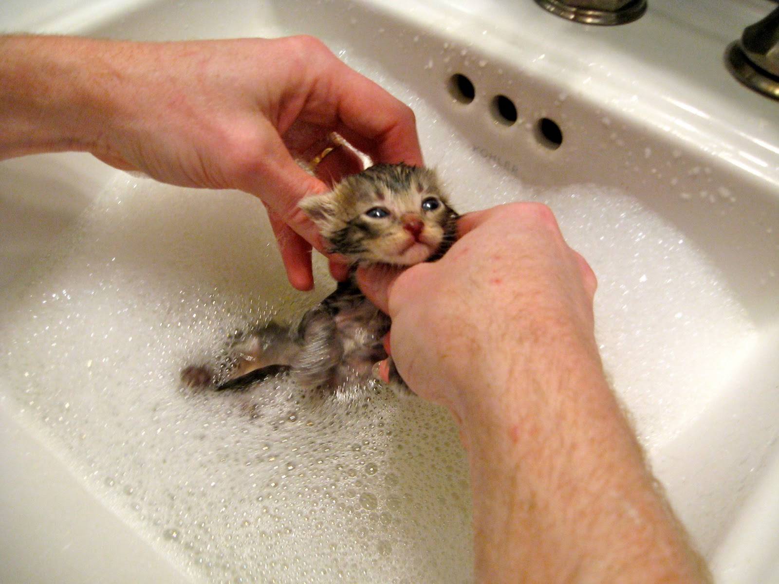 Как купать котенка первый раз: с какого возраста и как часто можно мыть