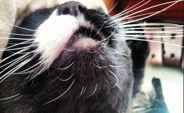 У кошки закручиваются усы