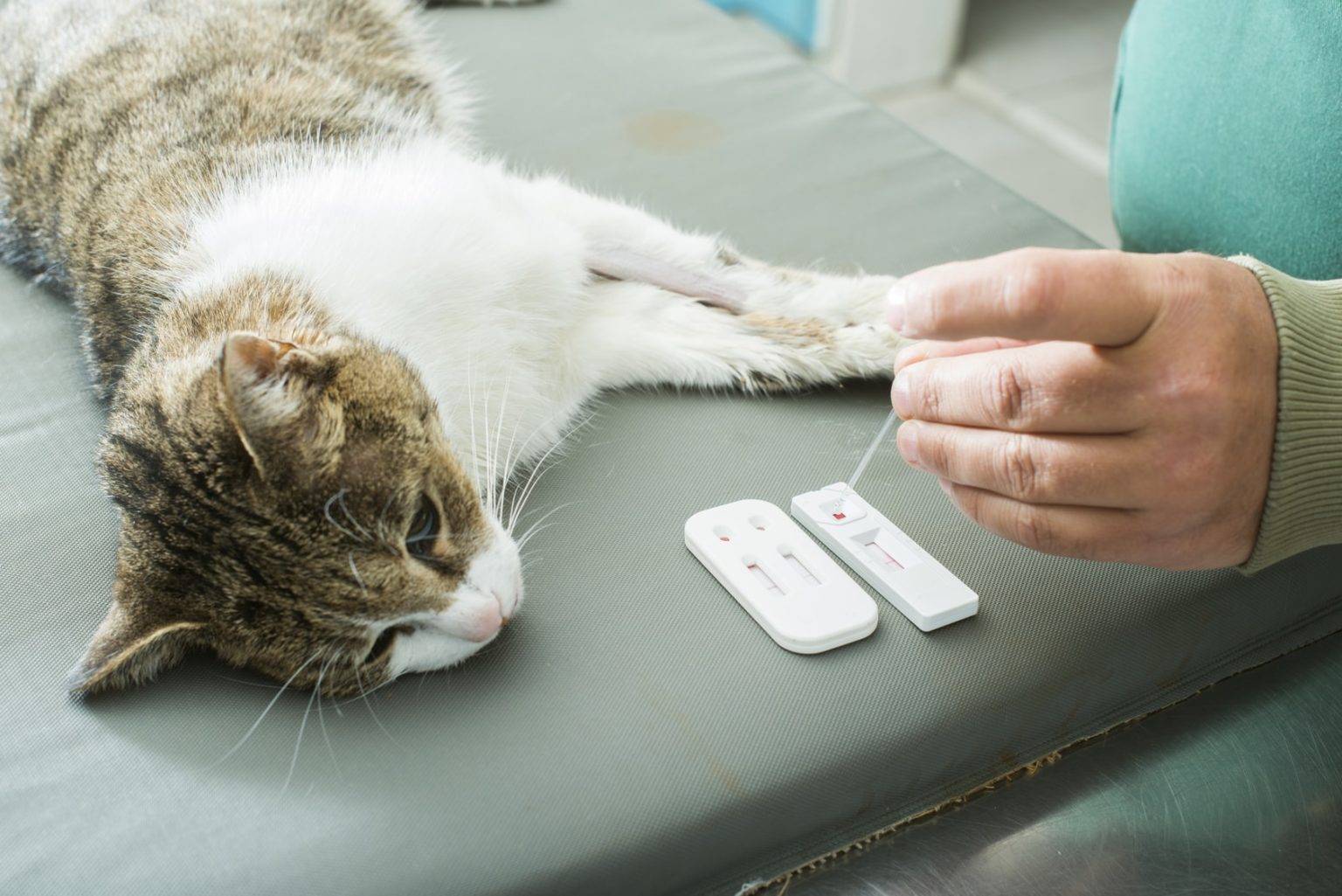 Канинсулин (caninsulin), препарат для лечения диабета у собак и кошек