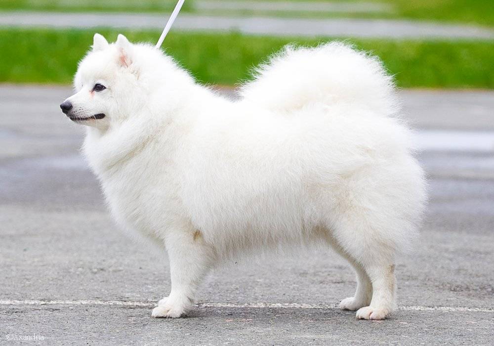 Японский шпиц — собака удивительной красоты и доброго, уживчивого нрава ⋆ собакапедия