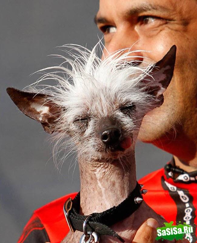 10 самых глупых пород собак в мире: фото и описание