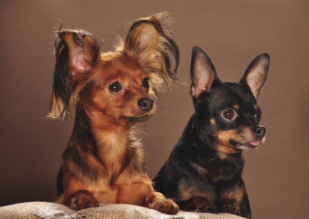 Породы маленьких собак с фотографиями